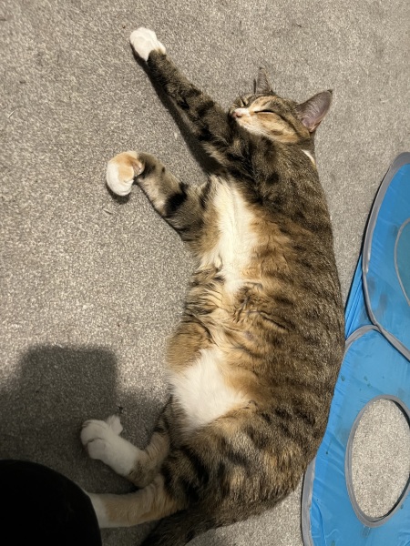 The One after the One where the Excellent Cats posed for a calendar