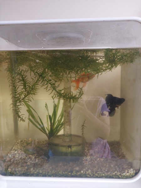 Rescue fish...advice needed!