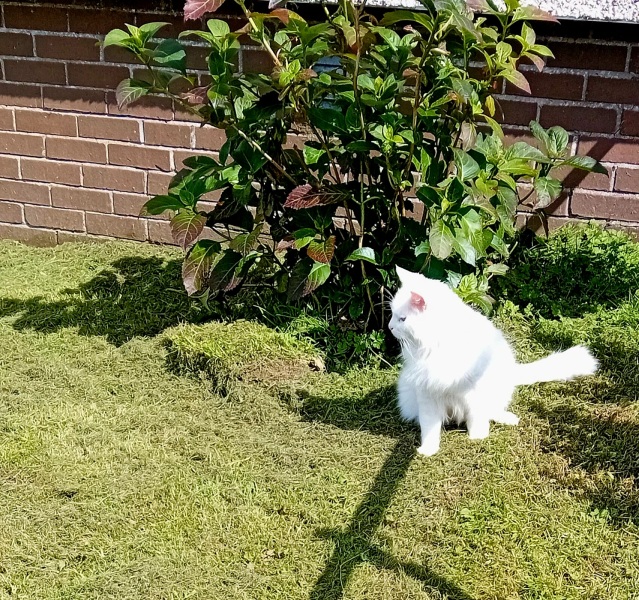 The One after the One where the Excellent Cats posed for a calendar