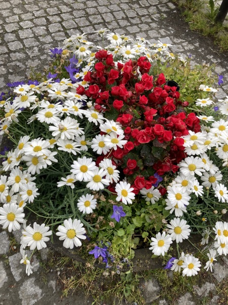 Thread 27 Starmer: He's a very clever cat