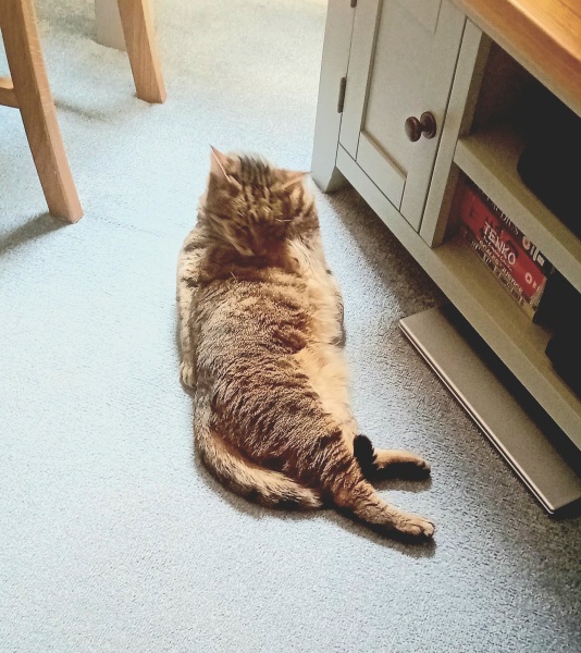 The One after the One where the Excellent Cats posed for a calendar