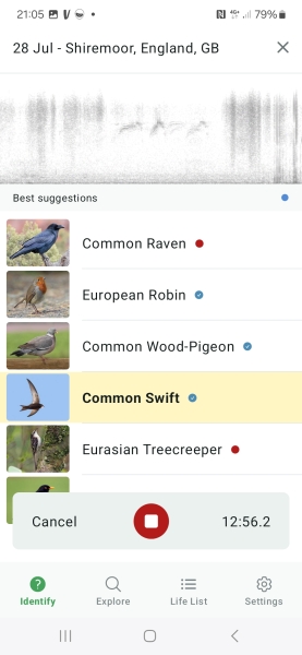Merlin App Appreciation plus General Birding Chat