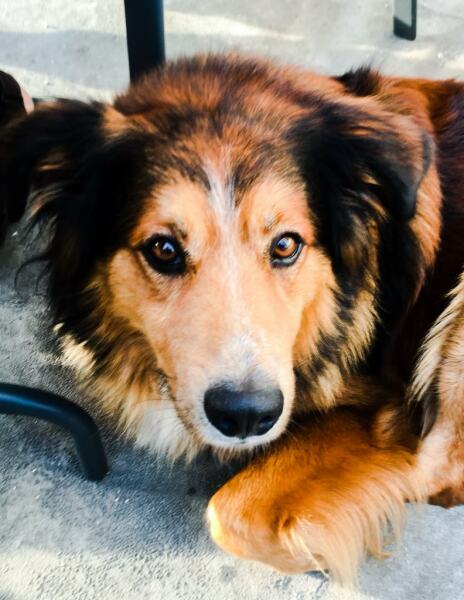 Thread 27 Starmer: He's a very clever cat