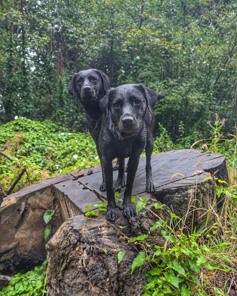 Adolescent Dog Survival Thread - welcome to the teenage wasteland