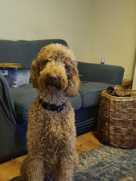 Poodle or doodle? (Lighthearted game)