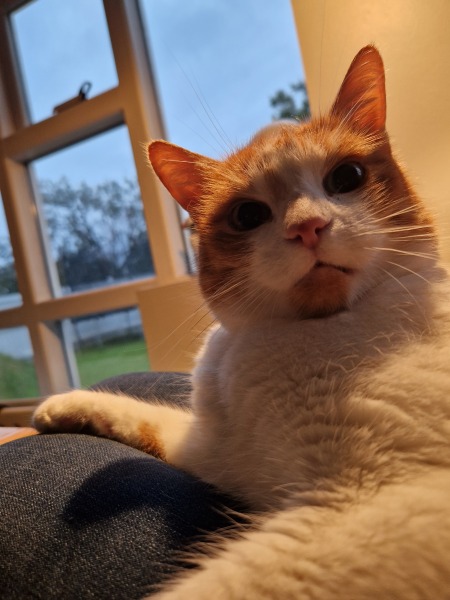 The One after the One where the Excellent Cats posed for a calendar