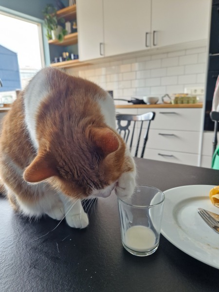 The One after the One where the Excellent Cats posed for a calendar