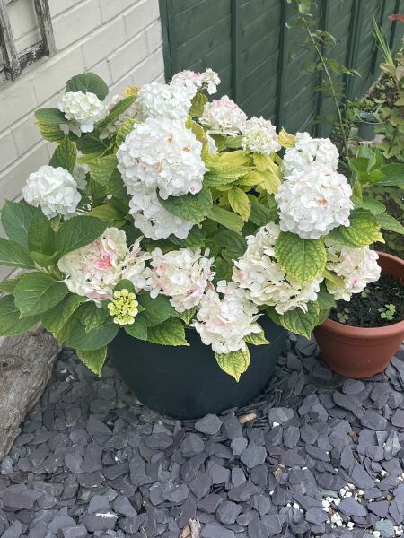 How to save my Hydrangea?