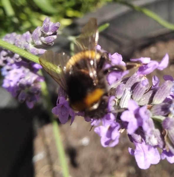 Weeds Have Rights Too !