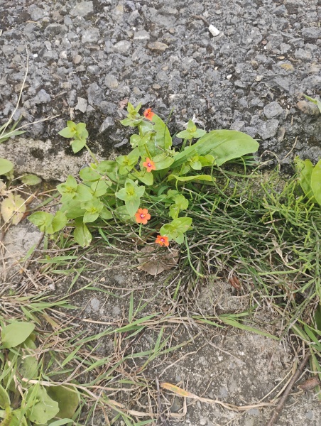 Weeds Have Rights Too !