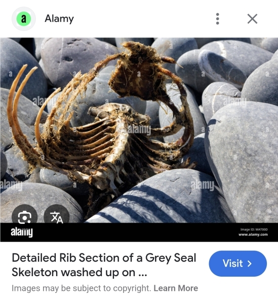 Found a skeleton on the beach, Wondering if anyone knows what it might be?