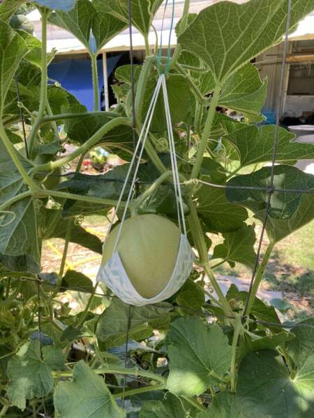 Tomato help please.