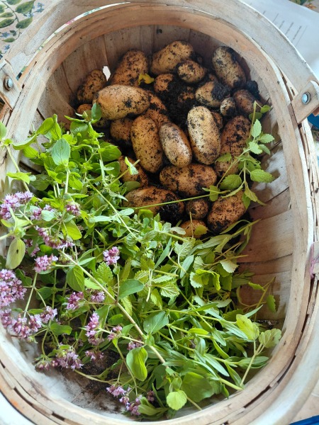 Any Witches Here? Part 21