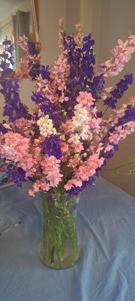 Thread 27 Starmer: He's a very clever cat