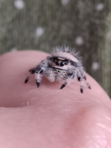 Child arachnophobia help