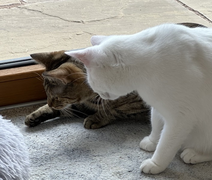 The One after the One where the Excellent Cats posed for a calendar