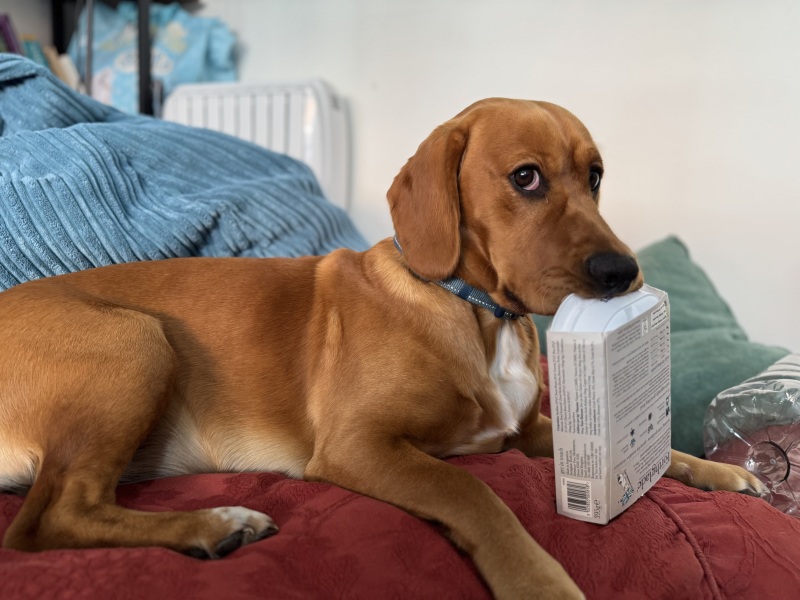 Adolescent Dog Survival Thread - welcome to the teenage wasteland