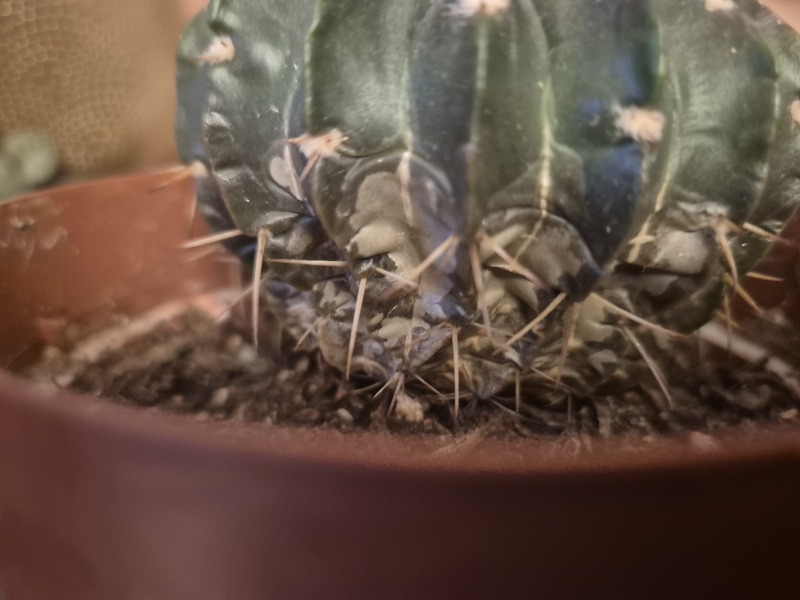 Cactus experts assemble, please