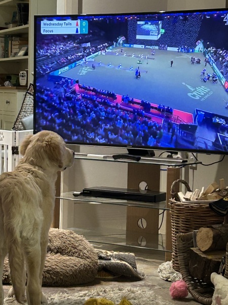 Adolescent Dog Survival Thread - welcome to the teenage wasteland