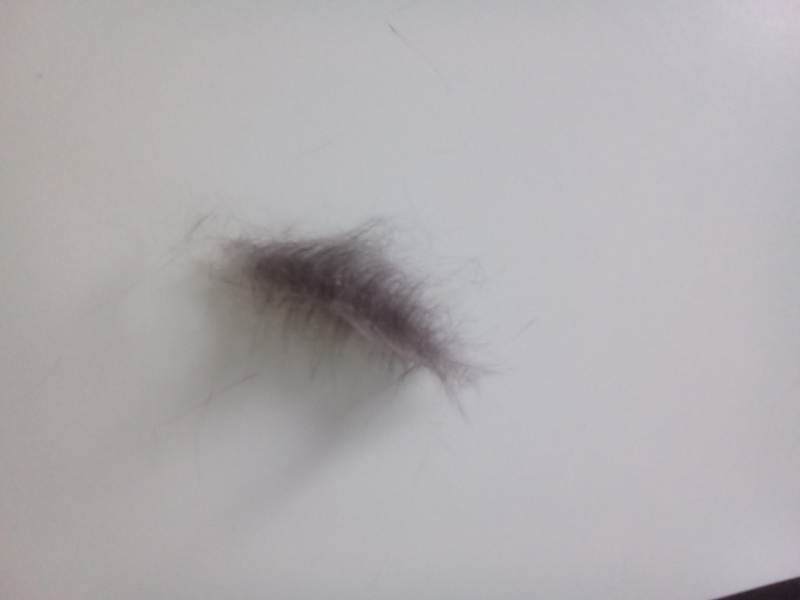 Cat hates being brushed/combed