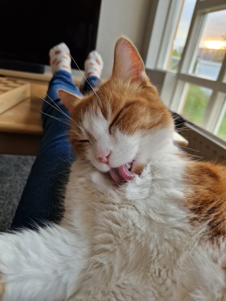 The One after the One where the Excellent Cats posed for a calendar