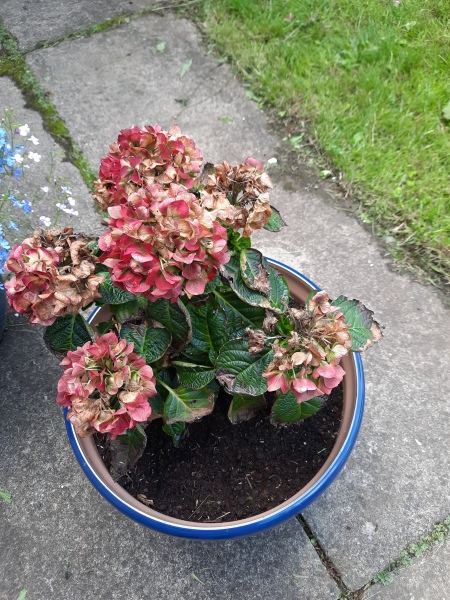How to save my Hydrangea?