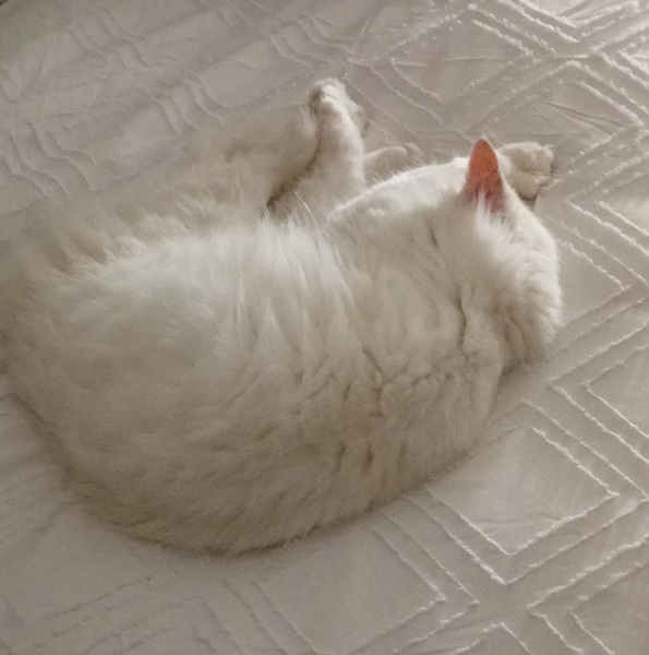 The One after the One where the Excellent Cats posed for a calendar