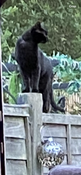 Thread 27 Starmer: He's a very clever cat