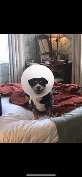I swear to God this dog will be the end of me