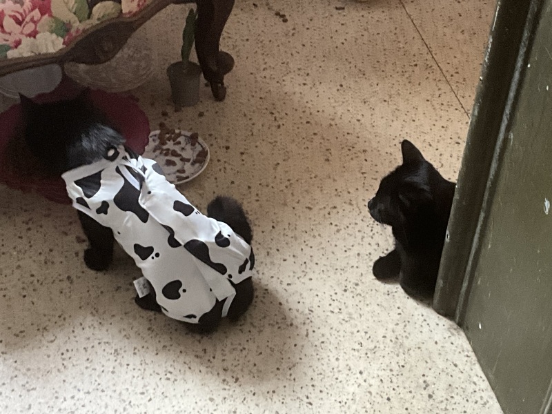 Cat doesn’t recognise his brother post surgery