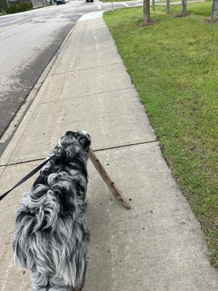 Adolescent Dog Survival Thread - welcome to the teenage wasteland