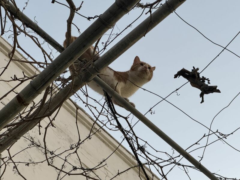 The One after the One where the Excellent Cats posed for a calendar