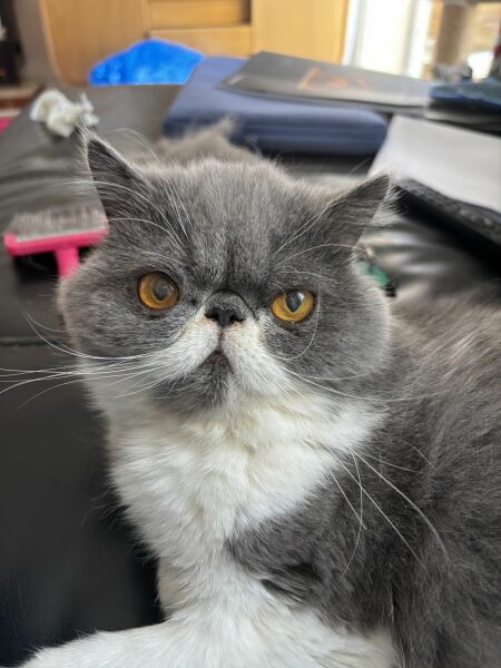 Pampered, Persian, Princess Penelope