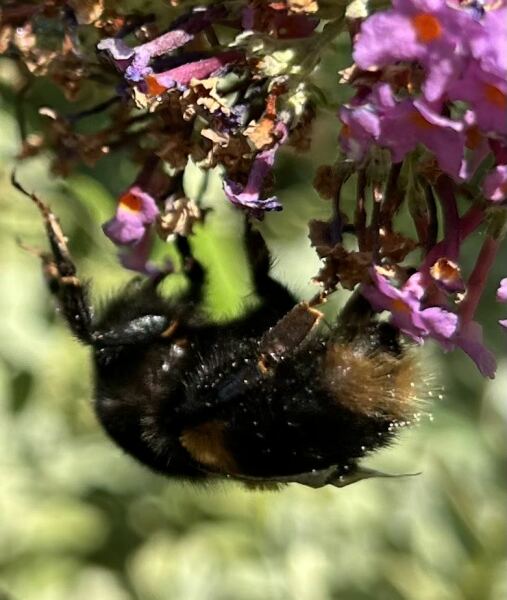 Thread 27 Starmer: He's a very clever cat