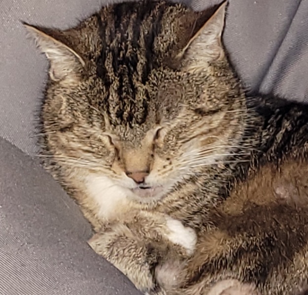 Will my cat ever like living indoors again?