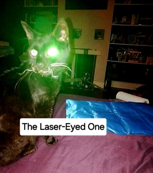 The One after the One where the Excellent Cats posed for a calendar