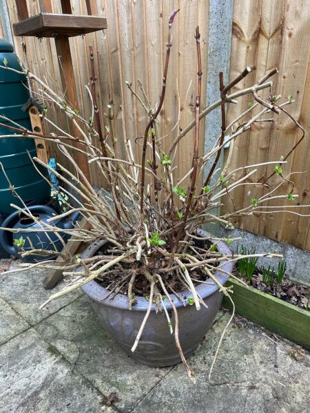 Hydrangea advice please