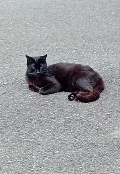 The One after the One where the Excellent Cats posed for a calendar