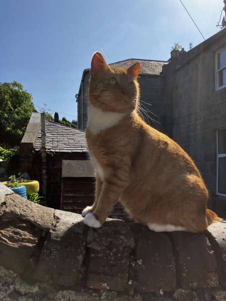 The One after the One where the Excellent Cats posed for a calendar