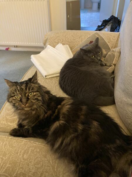 Is there such a thing as an SEN cat?