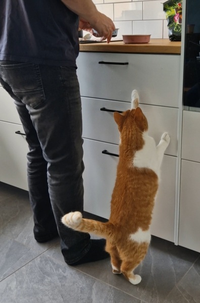 The One after the One where the Excellent Cats posed for a calendar