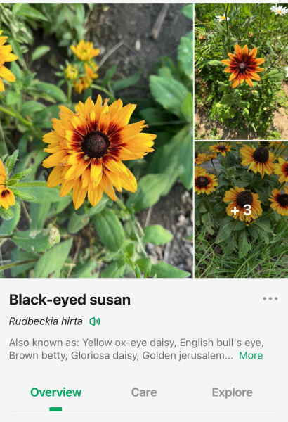 What is this beauty?