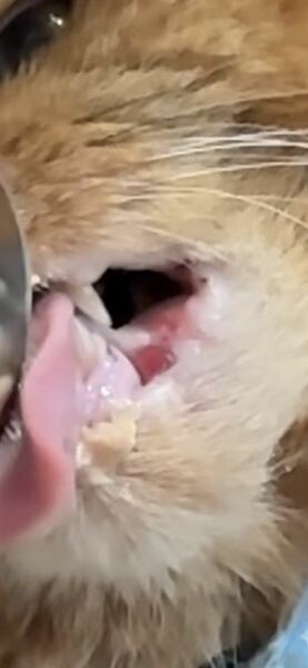 Cancer, abscess or infection? *Pic warning*