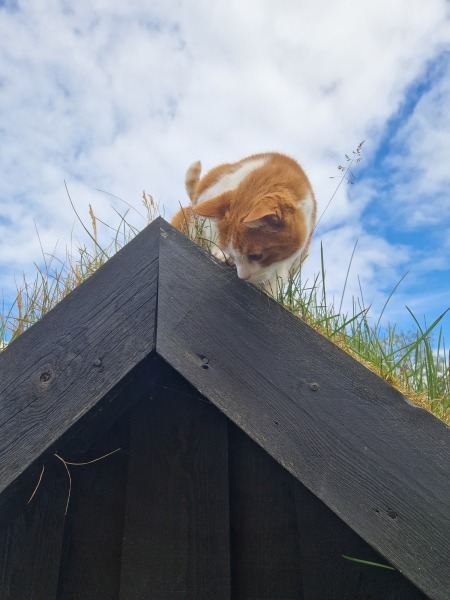 The One after the One where the Excellent Cats posed for a calendar