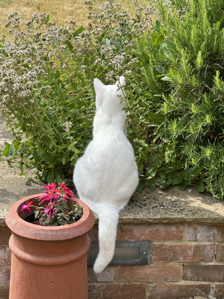 The One after the One where the Excellent Cats posed for a calendar