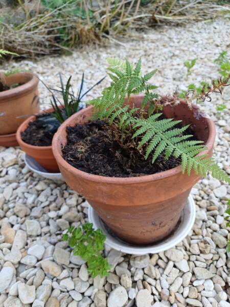 Anyone else planting a jungle/tropical garden?