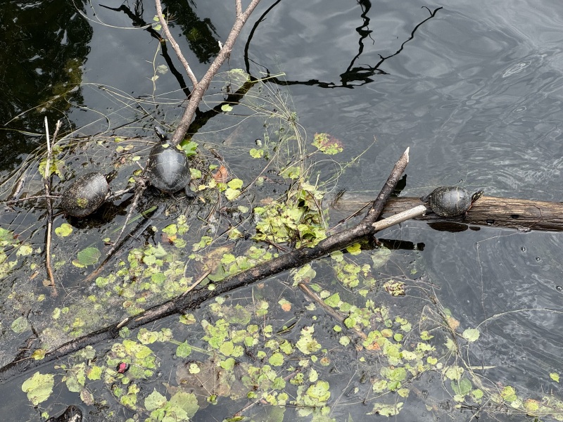 Come and tell us your dull and unexciting news 34: Calmly through the day