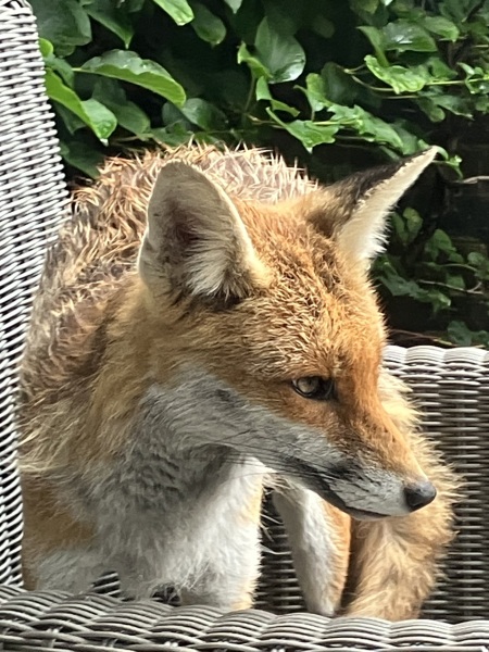 Can we talk about my fox family please?