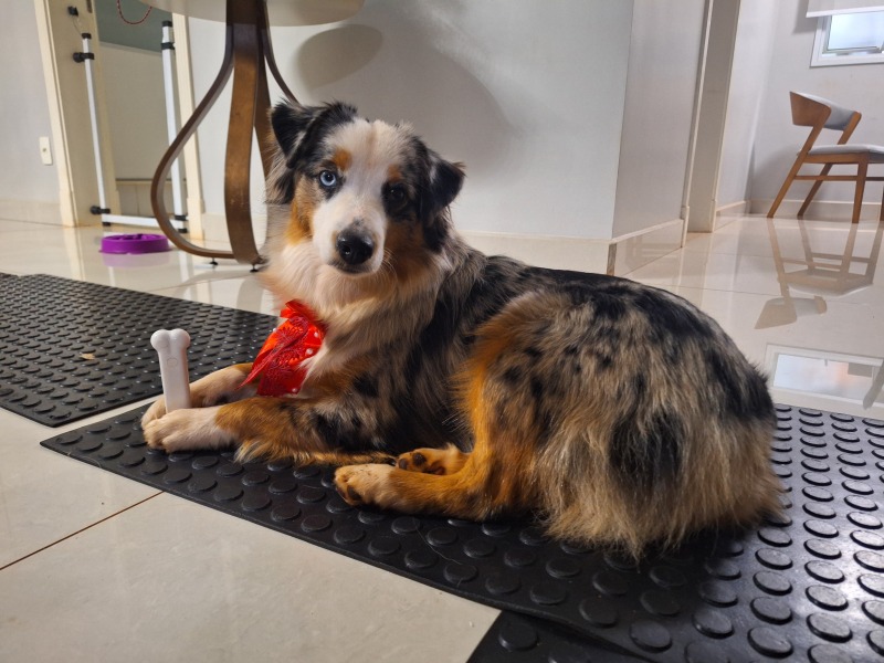 Adolescent Dog Survival Thread - welcome to the teenage wasteland