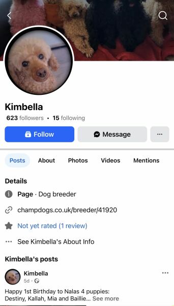 How to find a reputable toy or miniature poodle breeder